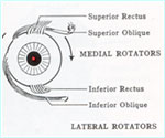 Figure 1: Extra-ocular muscles. Eye muscle strain causing dizziness and headaches